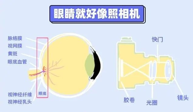 怎样的眼底检查,才能帮我们规避风险?(图1) 怎样的眼底检查,才能帮我们规避风险?(图1)