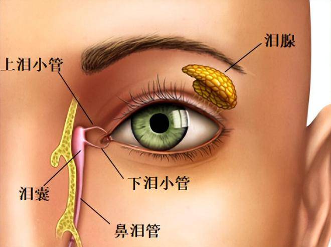 兰州爱尔眼科医院范好荣主任：眼屎、眼泪骤增，这很可能是泪道病的“信号” (图2)